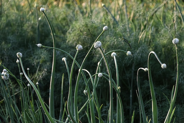 plantes d'oignon