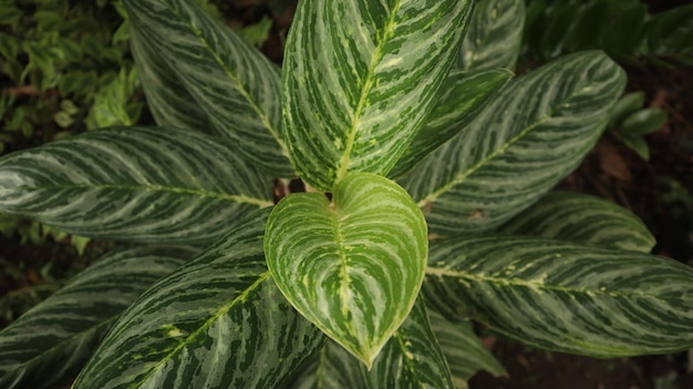 Plantes ornementales Aglaonema. la famille des arums, Araceae. Ils sont connus sous le nom de conifères chinois