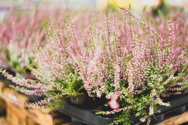 Plantes Ornementales Dans Un Magasin De Fleurs. Herbier Et Plantes Vivantes. Décoration Et Déco, Cadeaux.