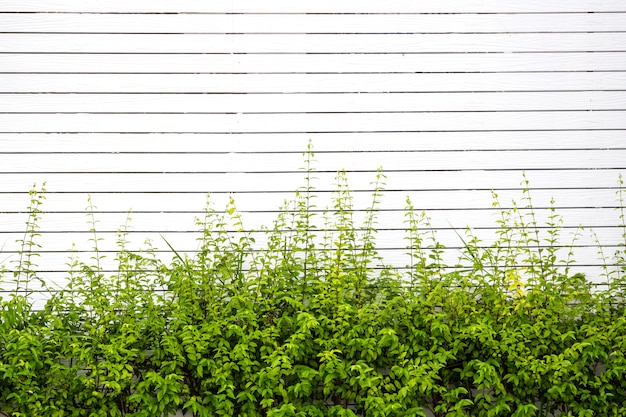 plantes ornementales sur le mur