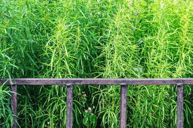 Les plantes ornementales poussent dans un parterre de fleurs derrière une vieille clôture métallique