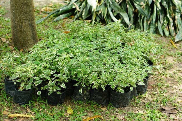 Plantes ornementales vertes préparées pour être plantées dans le jardin