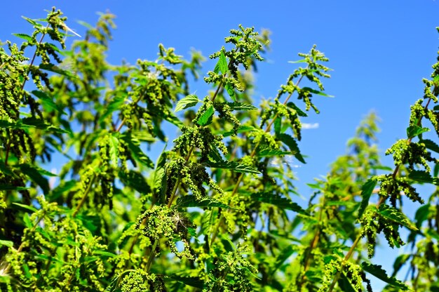 Plantes d'orties vertes