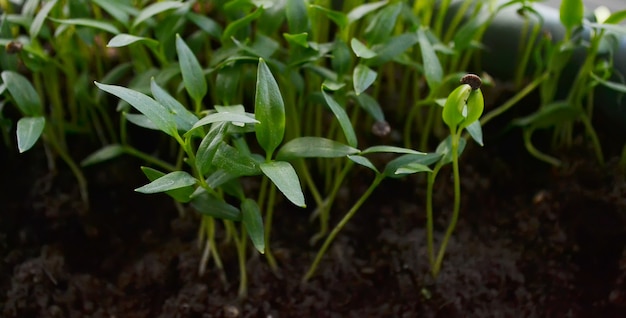 Plantes de paprika dans des pots sur le rebord de la fenêtre