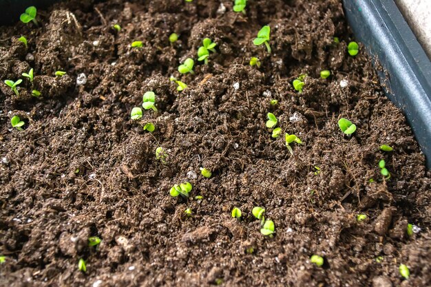 Plantes de paprika dans des pots sur le rebord de la fenêtre