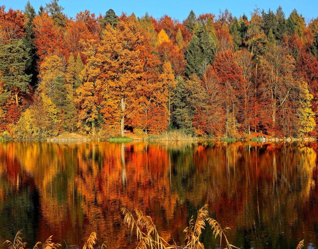 Photo plantes par lac en automne