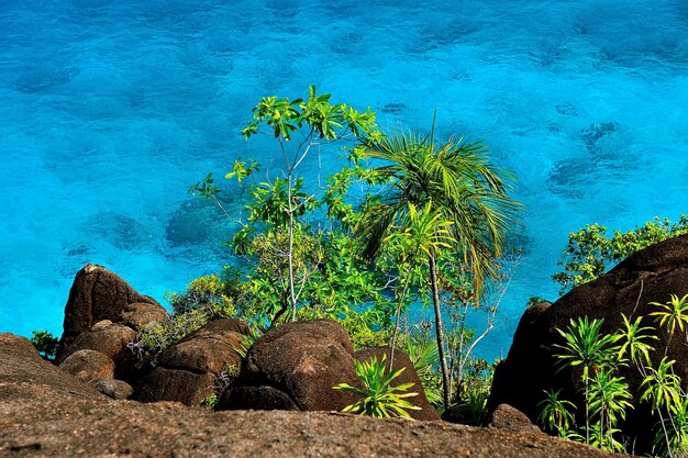 Photo les plantes par la mer contre le ciel bleu