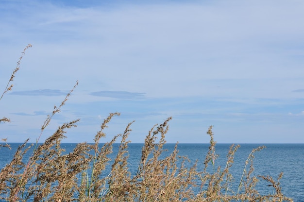 Plantes par la mer contre le ciel pendant l'hiver