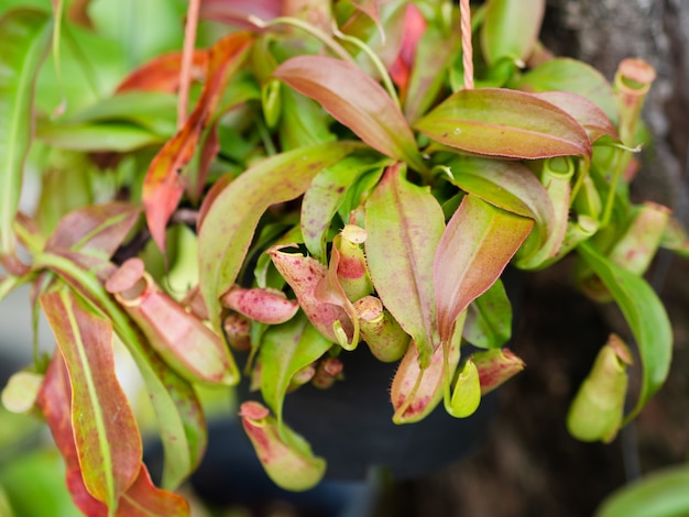 Plantes de pichet tropical ou de tasses de singe.