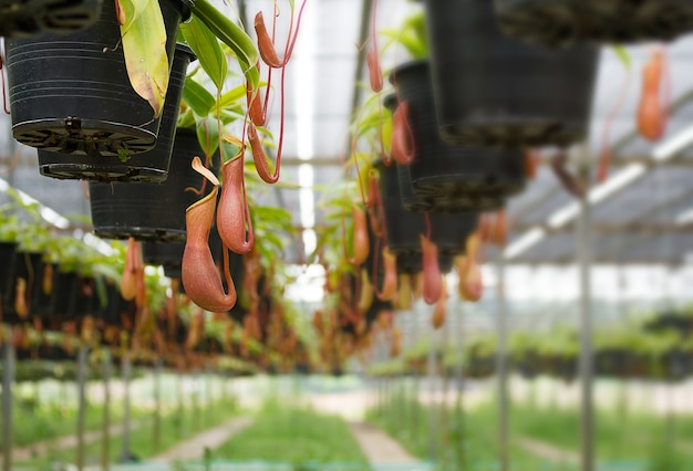 Plantes de pichet tropicales dans le jardin.