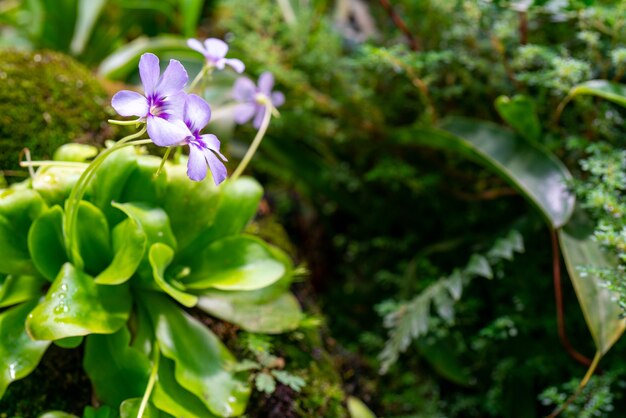 Plantes Et Pierres Dans Le Terrarium. Beau Fond Naturel.