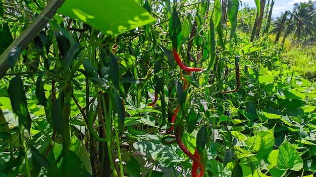 plantes de piment