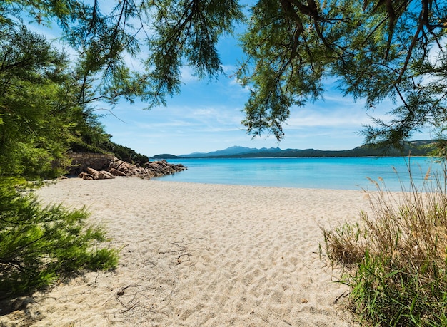 Plantes de la plage de La Celvia Sardaigne