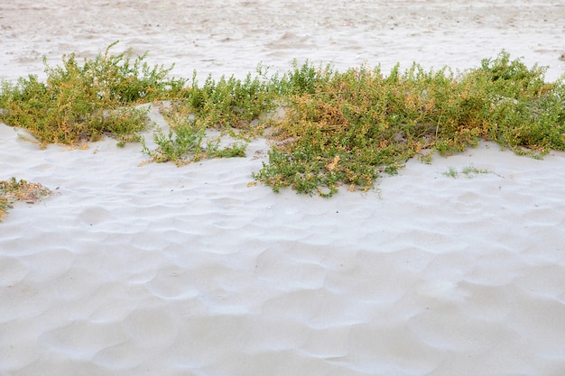 Plantes sur la plage de sable