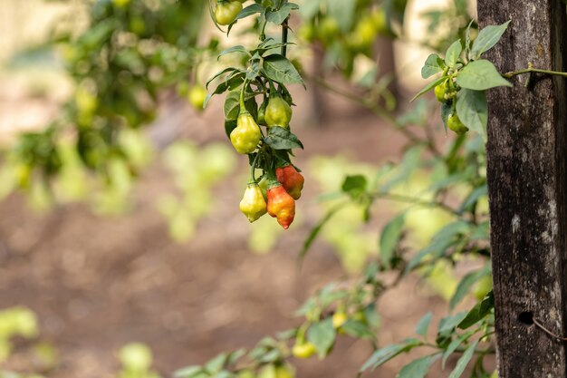 Plantes de poivre avec des fruits avec mise au point sélective