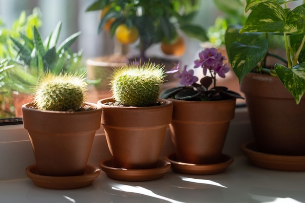 Photo plantes en pot d'argile sur le rebord de la fenêtre à la maison