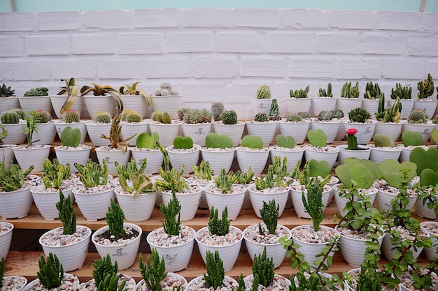 Photo plantes en pot au stand du marché