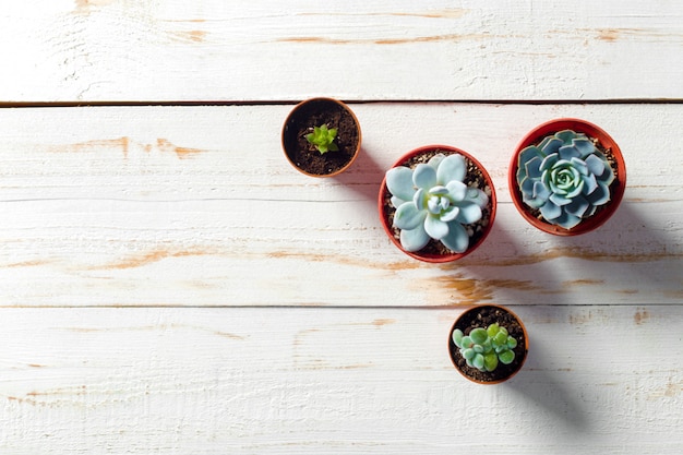 Plantes en pot sur bois blanc