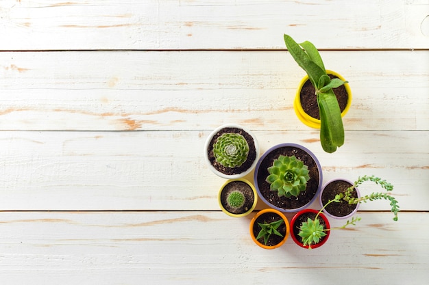 Plantes en pot sur bois blanc