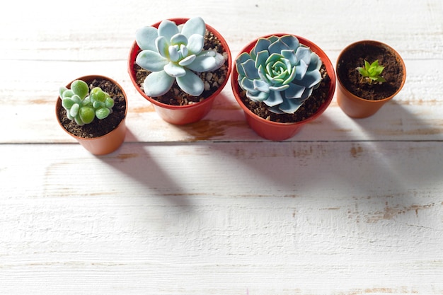 Plantes en pot sur bois blanc