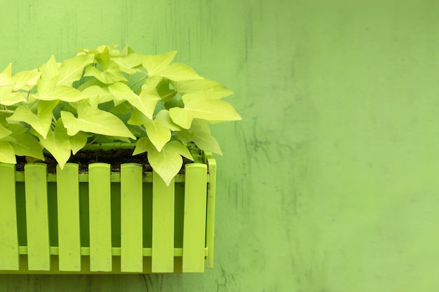 Plantes en pot en bois sur fond vert