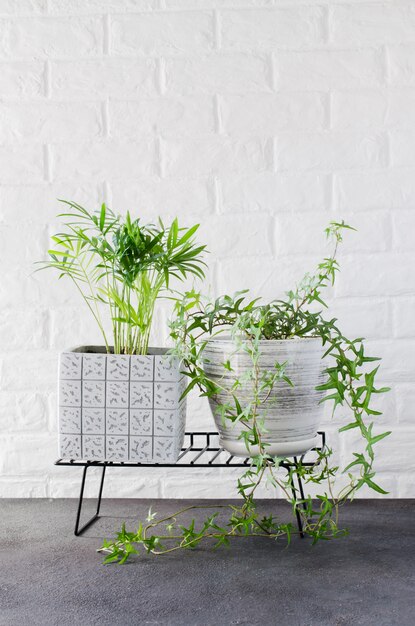 Plantes en pot Chamaedorea elegans et lierre près du mur de briques blanches.