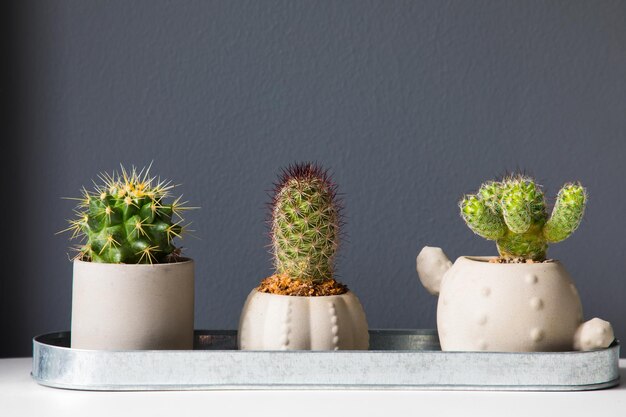 Photo plantes en pot contre le mur