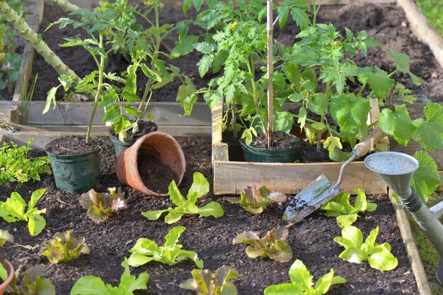 Photo plantes en pot dans la cour