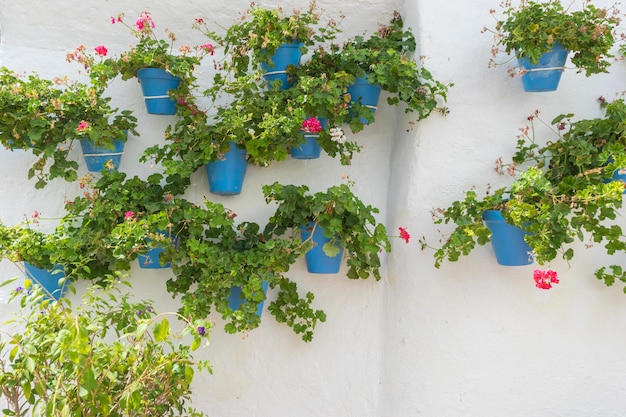 Plantes en pot et fleurs dans les rues de Marbella, Malaga Espagne