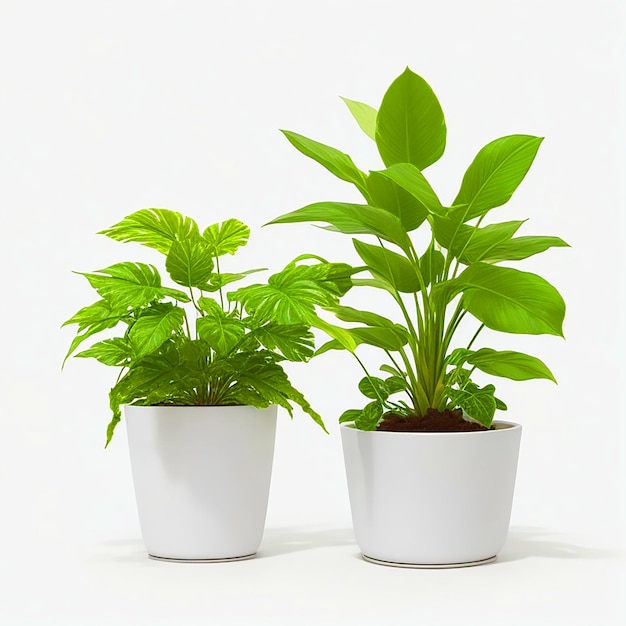 plantes en pot fond blanc Photo de haute qualité