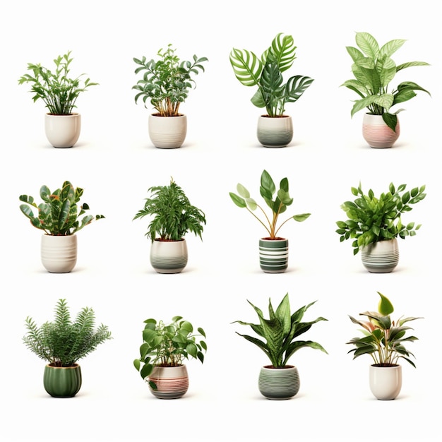 plantes en pot sur fond blanc