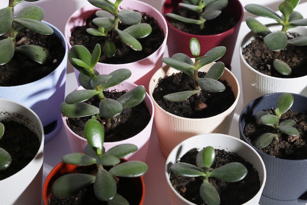 plantes en pot sur fond blanc