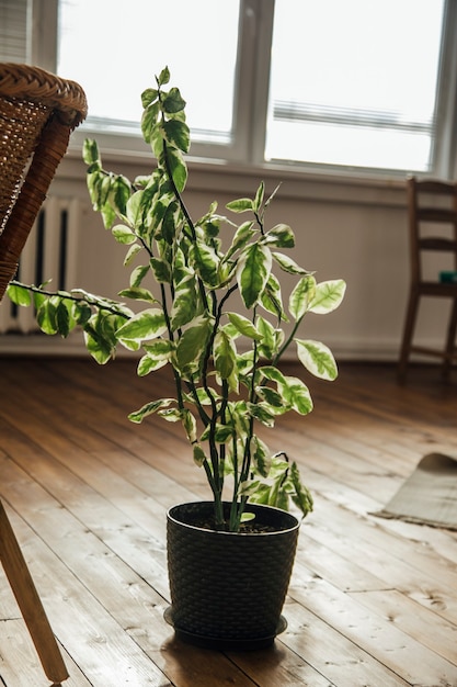 plantes en pot sur fond blanc