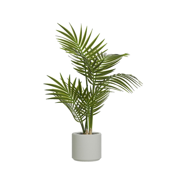 plantes en pot sur fond blanc