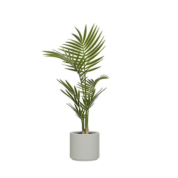 plantes en pot sur fond blanc