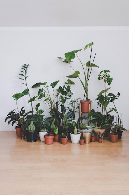 Plantes en pot à l'intérieur