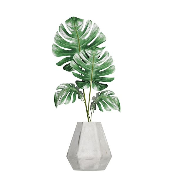 Plantes en pot isolées sur fond blanc