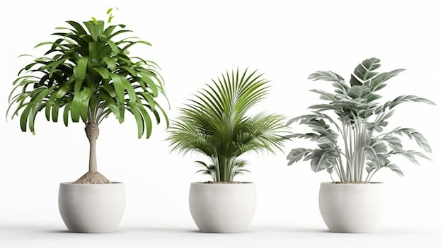 Plantes en pot isolées sur fond blanc