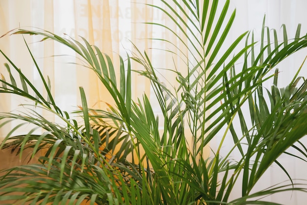 Photo plantes en pot de palmier à feuilles vertes dans un intérieur élégant. feuilles de plante d'intérieur de fond de plante monstera avec des boucles. laissez la zone de forêt tropicale en croissance dans les intérieurs. concept d'écologisation de l'espace domestique