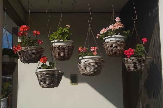 Photo plantes en pot en panier à vendre