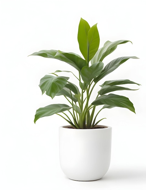 plantes en pot photo