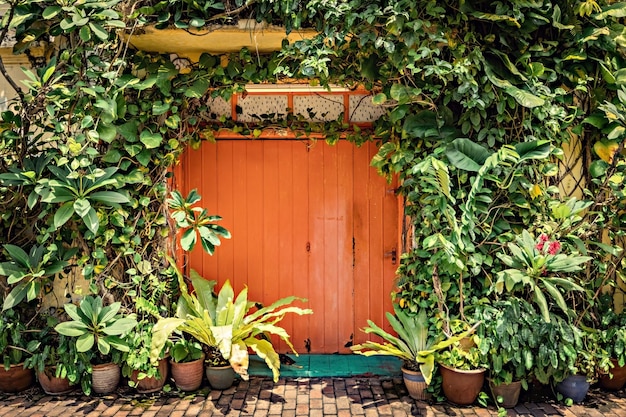 Plantes en pot près de la porte de la maison