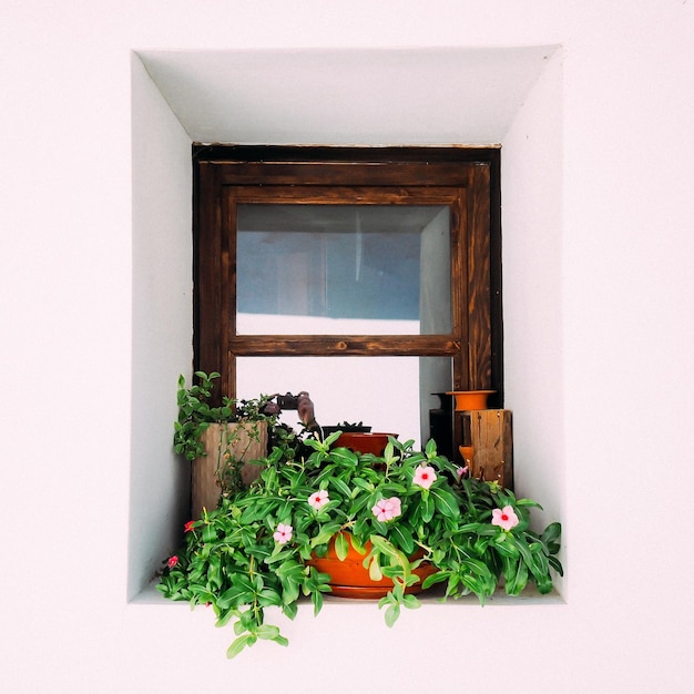 Photo plantes en pot sur le rebord de la fenêtre d'un bâtiment