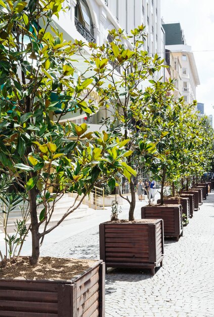 Photo plantes en pot sur un sentier en ville