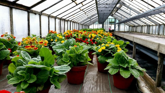 Plantes en pot en serre