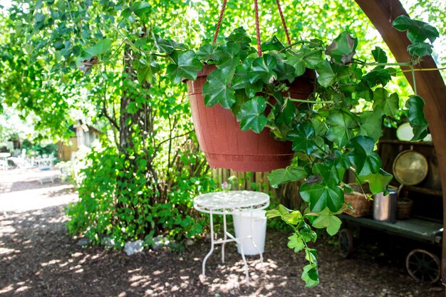 Plantes en pot sur une table dans la cour