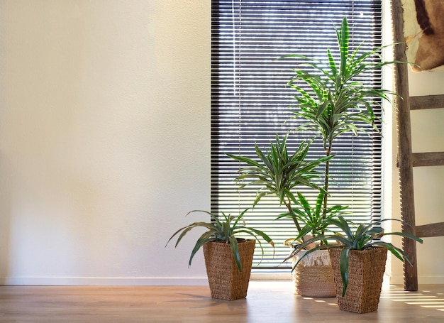 Plantes en pot sur la table à la maison