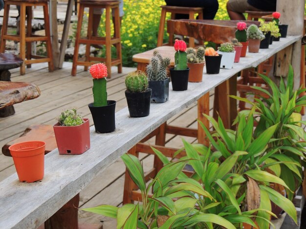 Photo plantes en pot sur la table