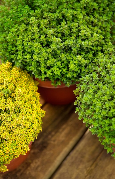 Plantes en pot sur une terrasse