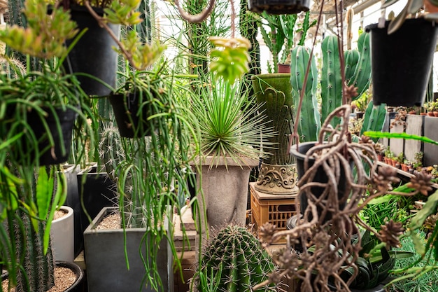Plantes en pot